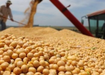 Produção de grãos no Nordeste deve crescer 8,6% em 2023.