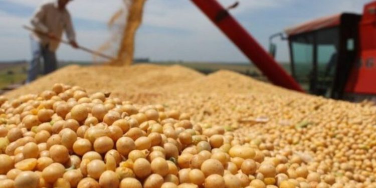 Produção de grãos no Nordeste deve crescer 8,6% em 2023.