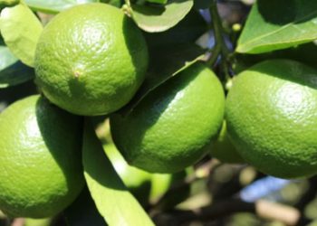 Limões brasileiros vendidos na Europa são identificados com substância potencialmente cancerígena.