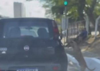 Polícia descarta caso de abandono envolvendo cachorro ‘perseguindo’ carro em avenida de São Luís.