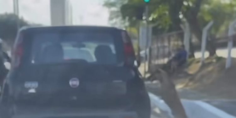 Polícia descarta caso de abandono envolvendo cachorro ‘perseguindo’ carro em avenida de São Luís.