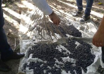 Estudo apoiado pela Fapema aponta potencialidades da juçara no tratamento de câncer.