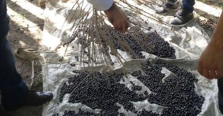 Estudo apoiado pela Fapema aponta potencialidades da juçara no tratamento de câncer.