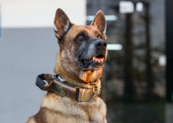 Após 7 anos de serviço, cão farejador K9 Viny se “aposenta” da Polícia Civil.