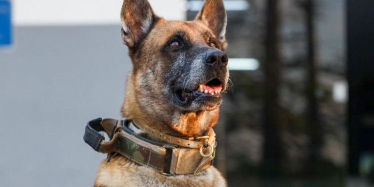 Após 7 anos de serviço, cão farejador K9 Viny se “aposenta” da Polícia Civil.