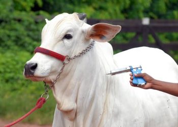 Maranhão recebe autorização para interromper vacinação contra febre aftosa a partir de 2024