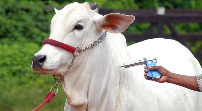 Maranhão recebe autorização para interromper vacinação contra febre aftosa a partir de 2024