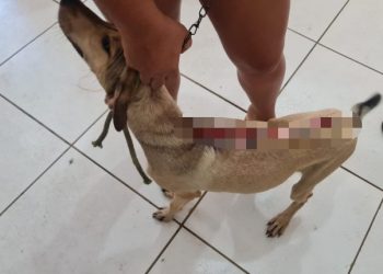 Mulher é presa em flagrante por maus tratos contra cachorro no interior do MA