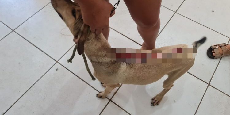 Mulher é presa em flagrante por maus tratos contra cachorro no interior do MA
