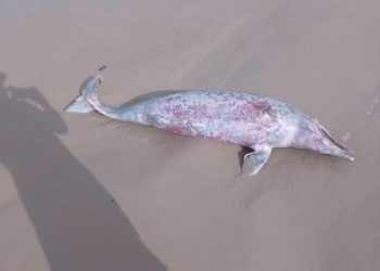 Golfinho é encontrado morto na Praia de São Marcos