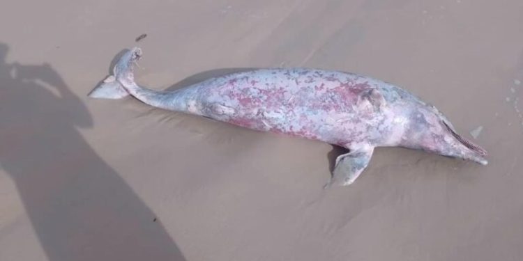 Golfinho é encontrado morto na Praia de São Marcos