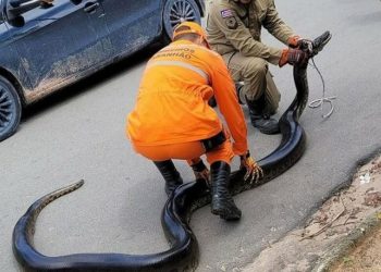 Sucuri é resgatada por bombeiros no quintal de residência em Barreirinhas