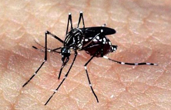 Maranhão registra mais de 1.000 casos confirmados de dengue