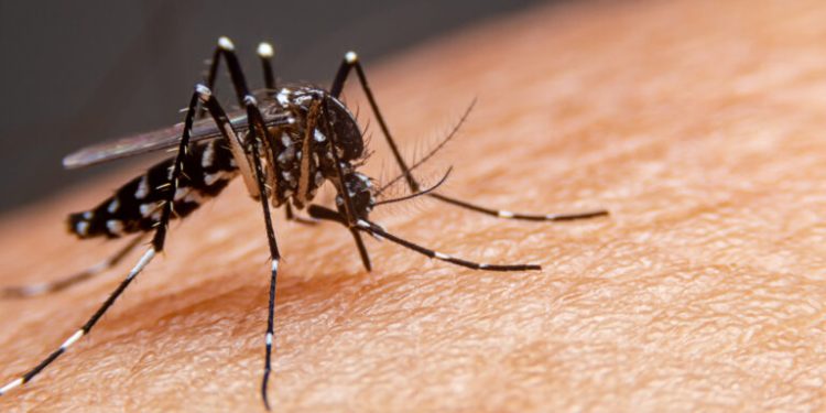 Dengue: saiba como identificar os sintomas e quando procurar ajuda médica