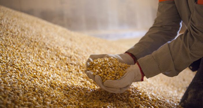 Terminal Portuário de São Luís recebe autorização para exportar milho à China