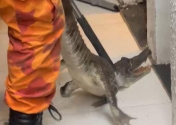 Bombeiros capturam jacaré em residência no bairro Vinhais, em São Luís