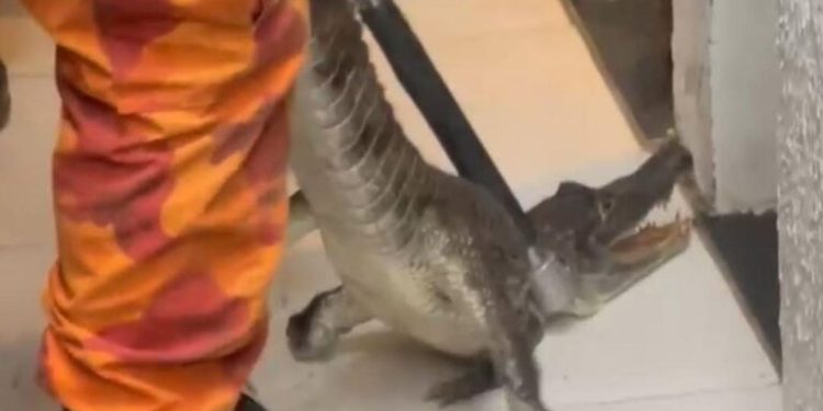 Bombeiros capturam jacaré em residência no bairro Vinhais, em São Luís