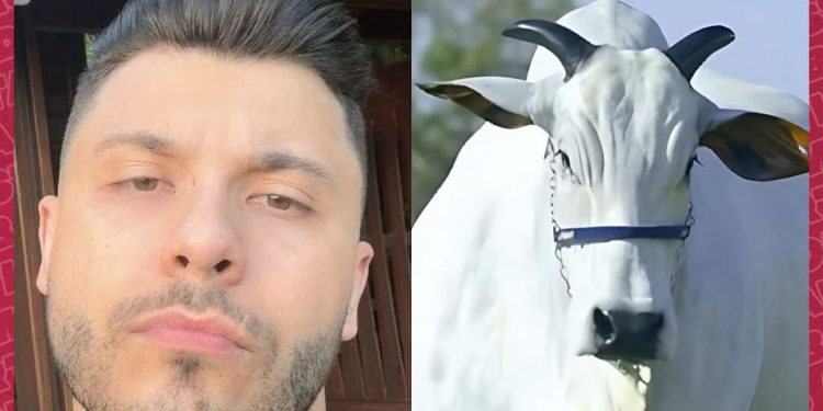 Murilo Huff compra vaca de R$ 17 milhões e diz: “É investimento, não ostentação”.