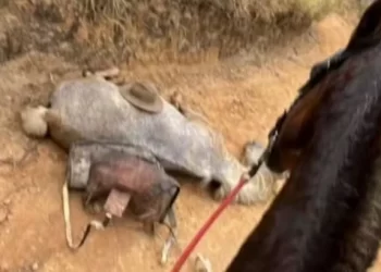 Cavalo morre após cansar e ter as patas cortadas pelo dono
