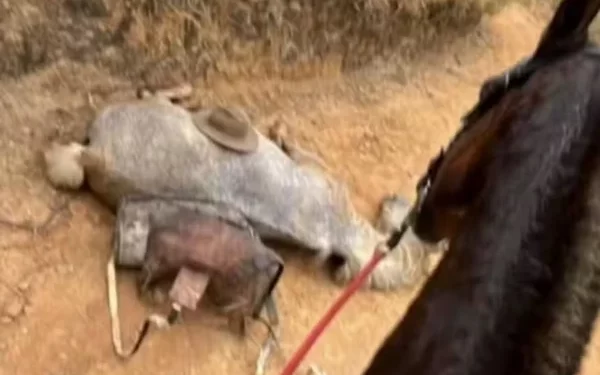 Cavalo morre após cansar e ter as patas cortadas pelo dono