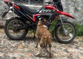 Idoso é preso acusado de arrastar cachorro amarrado a motocicleta em São Luís