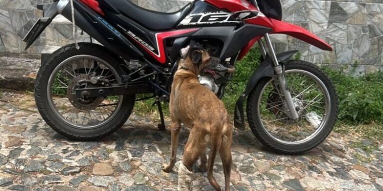 Idoso é preso acusado de arrastar cachorro amarrado a motocicleta em São Luís