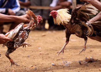 Justiça condena associação por organizar e promover rinhas de galos em São Luís