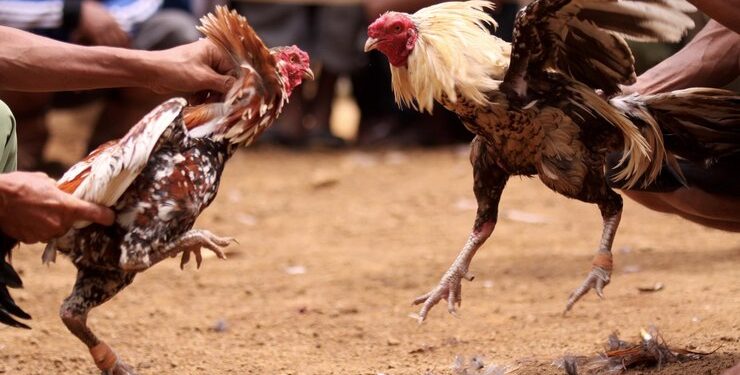 Justiça condena associação por organizar e promover rinhas de galos em São Luís