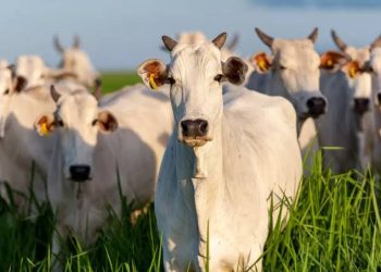 Agropecuária cresce 12,3% e deve faturar R$ 1,52 trilhão em 2025