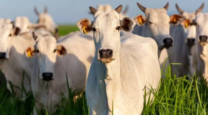Agropecuária cresce 12,3% e deve faturar R$ 1,52 trilhão em 2025