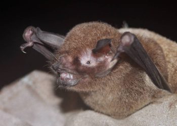 Pesquisadores detectam coronavírus com traços do SARS-CoV-2 em morcego no Maranhão