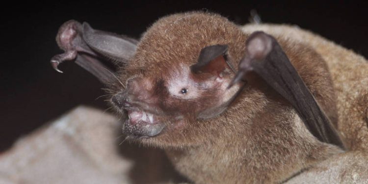 Pesquisadores detectam coronavírus com traços do SARS-CoV-2 em morcego no Maranhão
