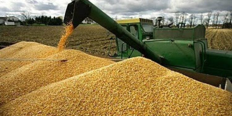 Produção agrícola do MA cresce e alcança o 2º maior valor do Nordeste em 2024