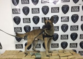 Polícia Civil do MA promove 5º Encontro Estadual dos Núcleos de Operadores com Cães