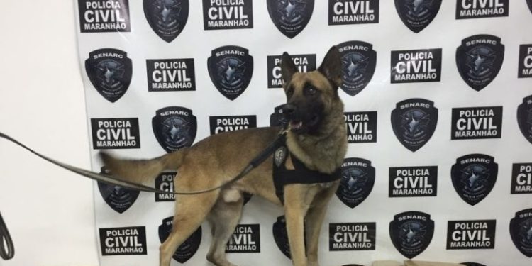 Polícia Civil do MA promove 5º Encontro Estadual dos Núcleos de Operadores com Cães