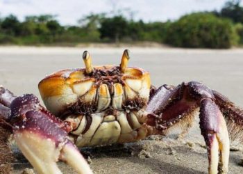 Defeso do caranguejo-uçá entra em vigor no Maranhão e proíbe captura até 9 de janeiro