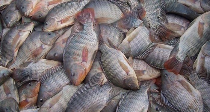 Com 59,6 mil toneladas, Maranhão aparece entre os 5 maiores produtores de tilápia no Brasil